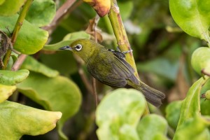 Japanese White Eyes   Maui Hawaii 2626